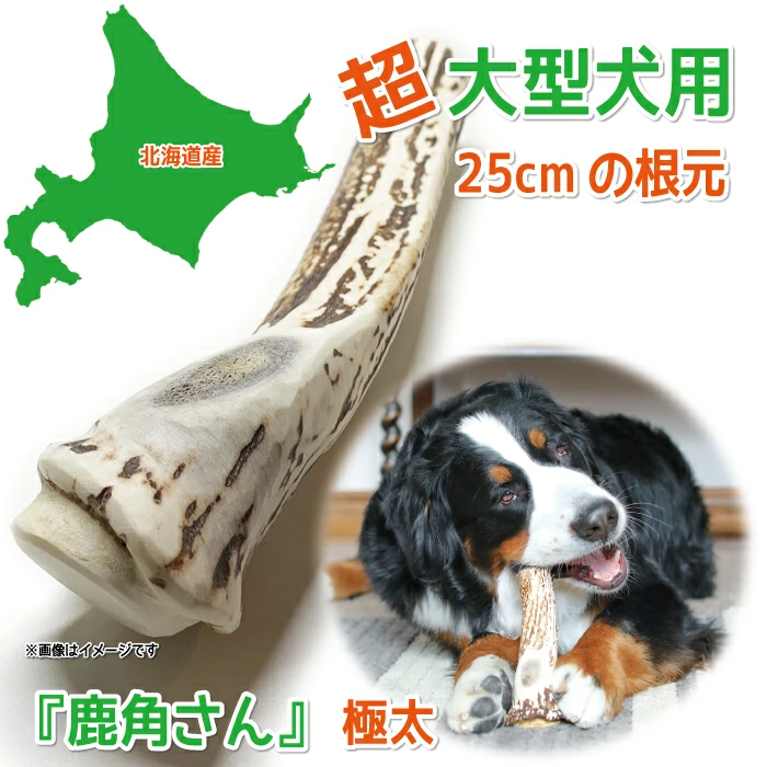 極太根元 超大型犬用