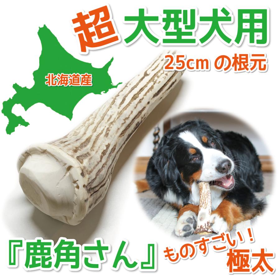ものすごい極太根元 超大型犬用