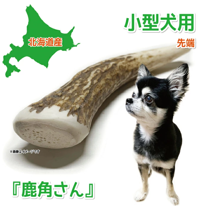 割っていないタイプ先端 小型犬用